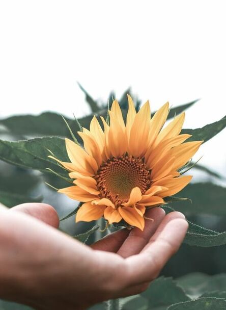 Hand holding a sunflower, supporting growth and healing. Eating disorder and body image therapist in Ottawa, ON. 